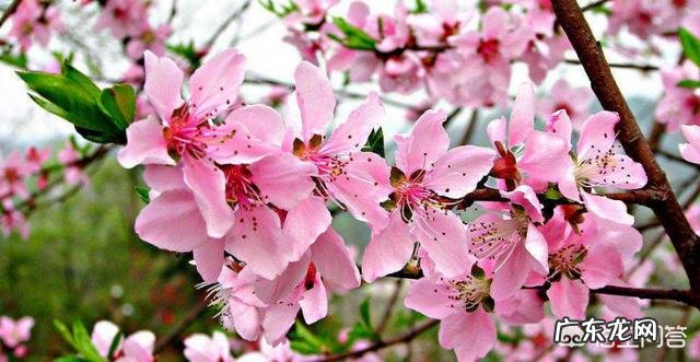 如果种植桃树,需要注意什么?