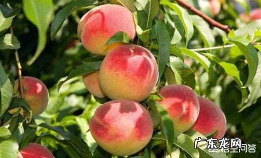 如果种植桃树,需要注意什么?