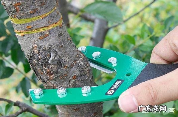 如果种植桃树,需要注意什么?