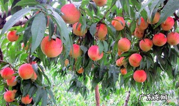 如果种植桃树,需要注意什么?