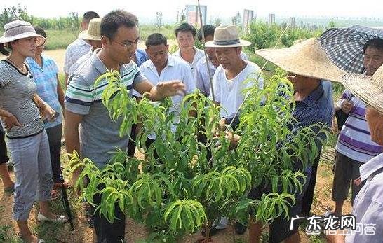 如果种植桃树,需要注意什么?