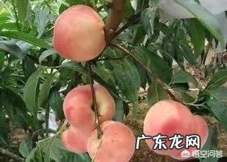 如果种植桃树,需要注意什么?
