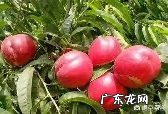 如果种植桃树,需要注意什么?