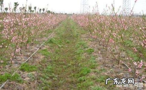 如果种植桃树,需要注意什么?