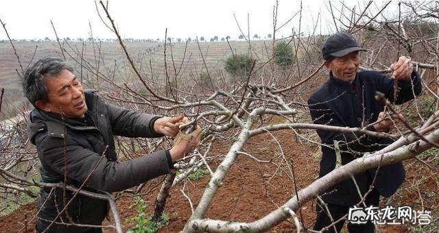 如果种植桃树,需要注意什么?