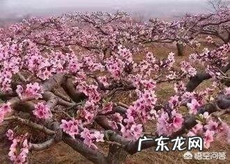 如果种植桃树,需要注意什么?