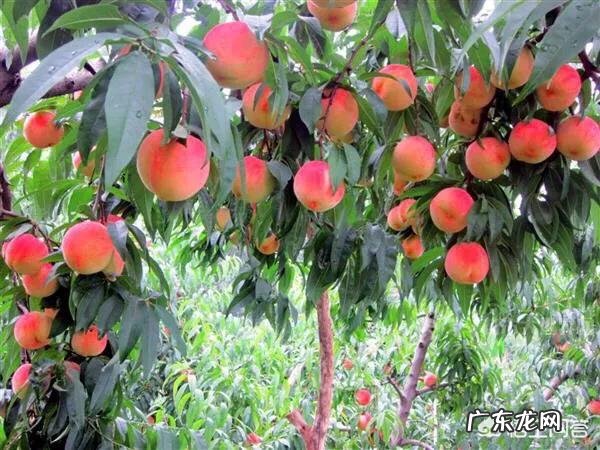 如果种植桃树,需要注意什么?