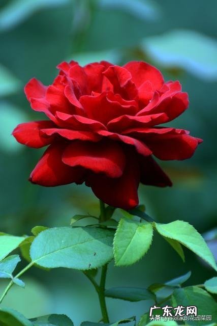 想在农村大面积种植月季花,应该怎样建园?种植管理方法有哪些?