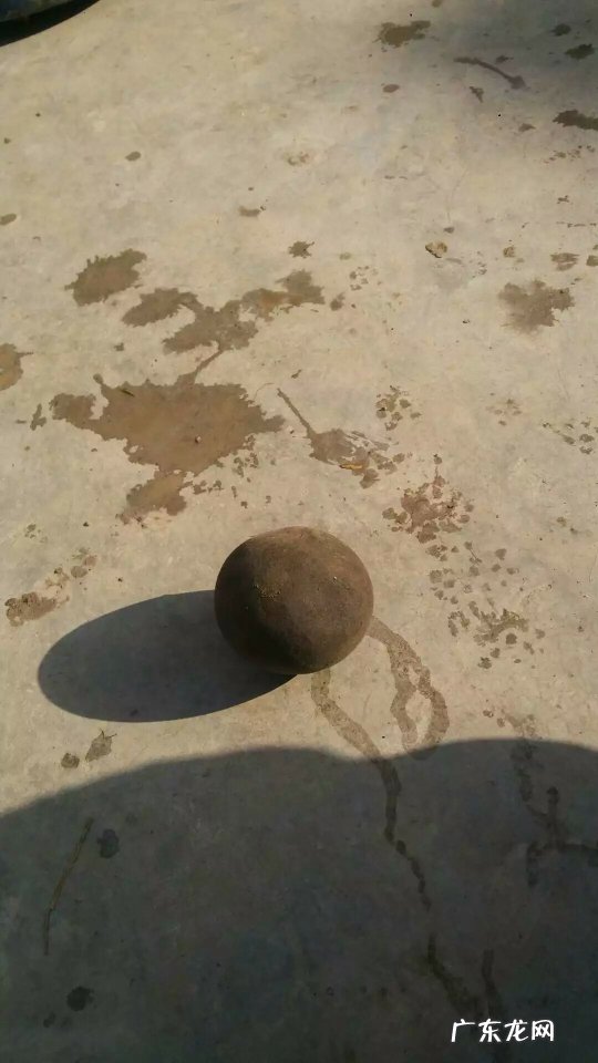 羊宝是什么部位 羊宝是什么东西