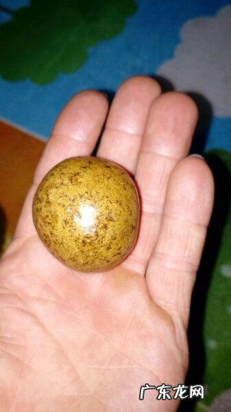 羊宝是什么部位 羊宝是什么东西