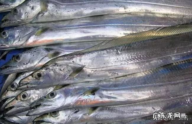 带鱼！带鱼！带鱼 带鱼产地哪里