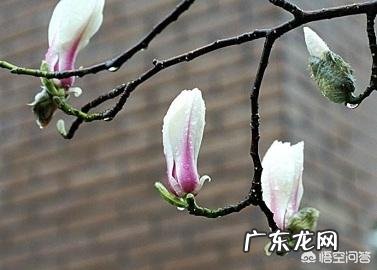 大家知道有什么关于春分的诗句吗?