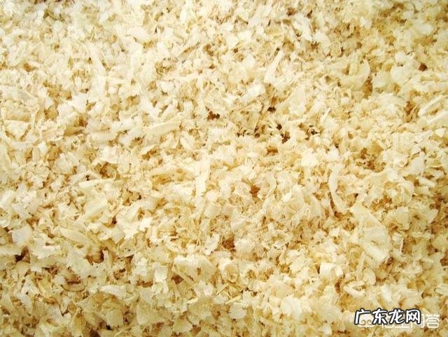 如何清除宠物身上的跳蚤和蜱虫?