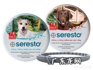 如何清除宠物身上的跳蚤和蜱虫?