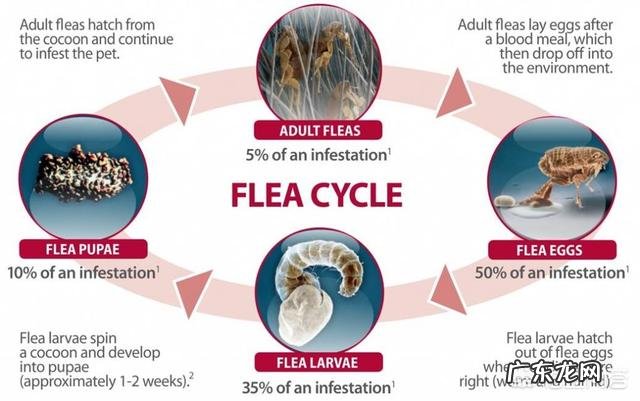 如何清除宠物身上的跳蚤和蜱虫?