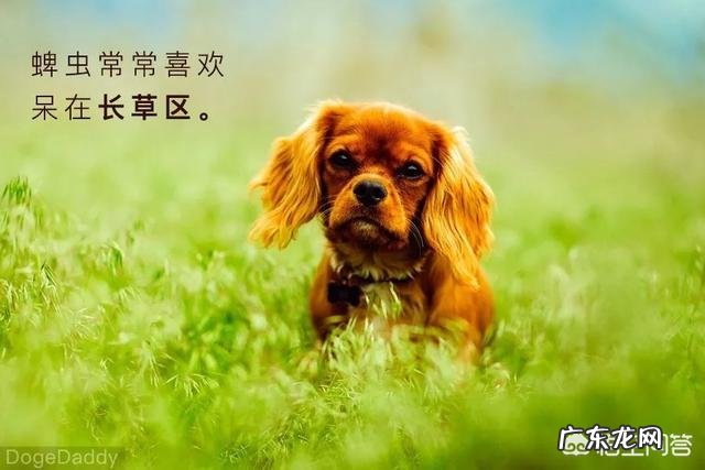 如何清除宠物身上的跳蚤和蜱虫?