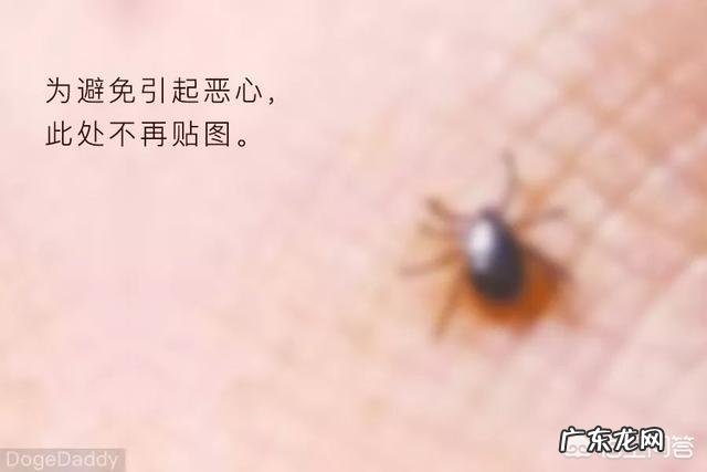 如何清除宠物身上的跳蚤和蜱虫?