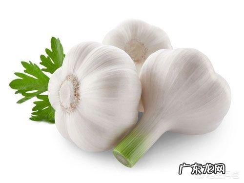 如何清除宠物身上的跳蚤和蜱虫?