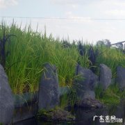 袁隆平的杂交水稻普及到了哪些地方？为什么有些人从小到大都没吃过？