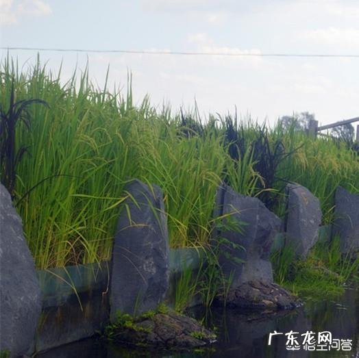 袁隆平的杂交水稻普及到了哪些地方?为什么有些人从小到大都没吃过?