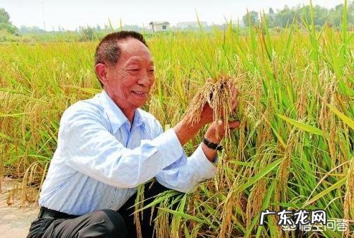 袁隆平的杂交水稻普及到了哪些地方？为什么有些人从小到大都没吃过？