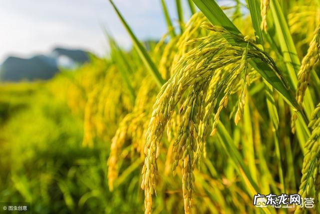 袁隆平的杂交水稻普及到了哪些地方?为什么有些人从小到大都没吃过?
