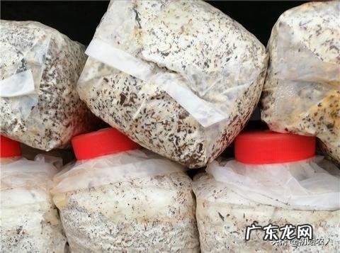 秀珍菇在哪里可以栽培？如何栽培？