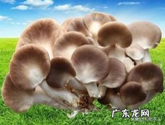 秀珍菇在哪里可以栽培？如何栽培？