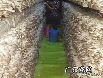 秀珍菇在哪里可以栽培?如何栽培?