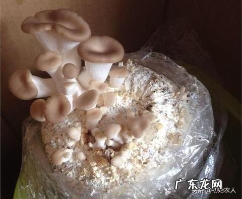 秀珍菇在哪里可以栽培?如何栽培?