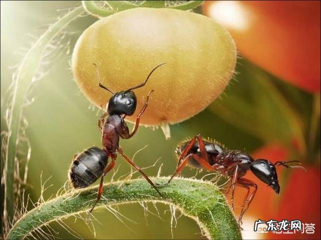 假如把蚂蚁放大到一百公斤,可以打得过比特犬或者藏獒吗?