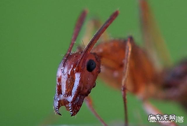 假如把蚂蚁放大到一百公斤,可以打得过比特犬或者藏獒吗?