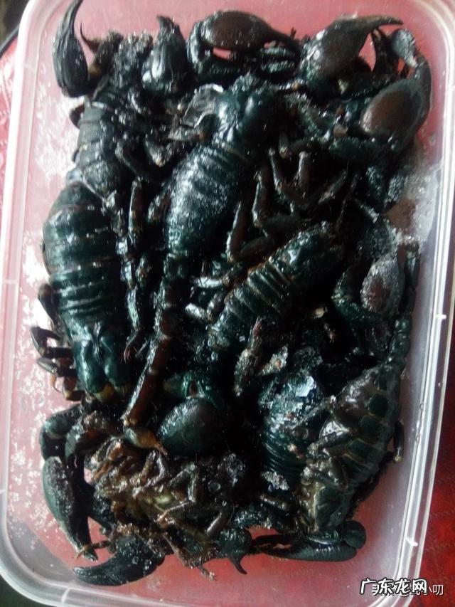 假如把蚂蚁放大到一百公斤，可以打得过比特犬或者藏獒吗？