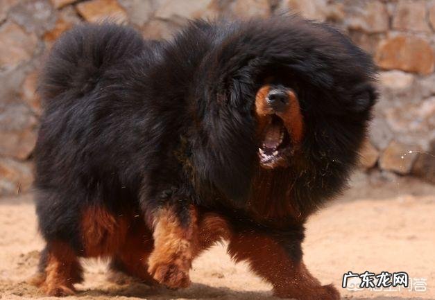 假如把蚂蚁放大到一百公斤,可以打得过比特犬或者藏獒吗?