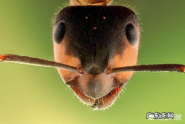 假如把蚂蚁放大到一百公斤，可以打得过比特犬或者藏獒吗？