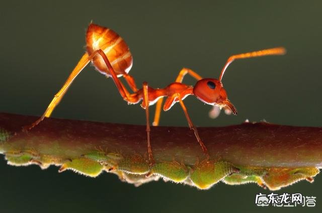 假如把蚂蚁放大到一百公斤,可以打得过比特犬或者藏獒吗?