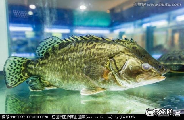 桂花鱼怎么处理才不会有腥味?