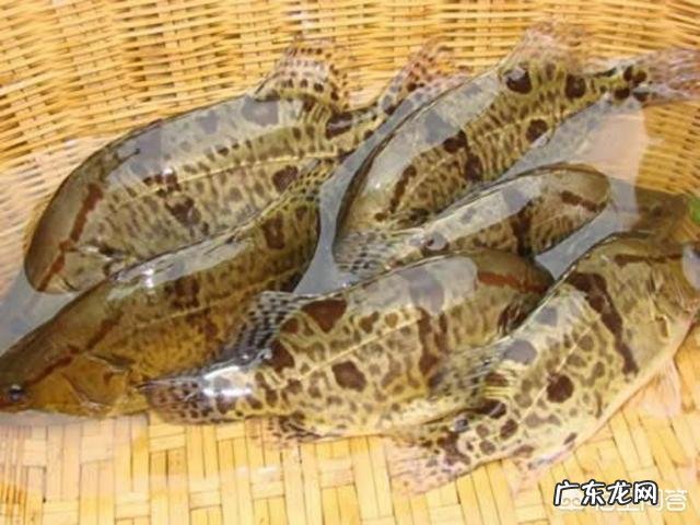 桂花鱼怎么处理才不会有腥味?