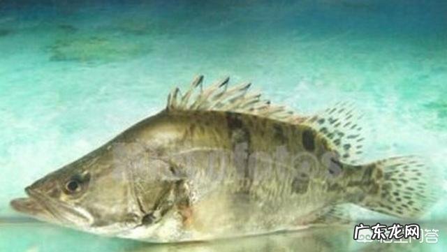 桂花鱼怎么处理才不会有腥味?