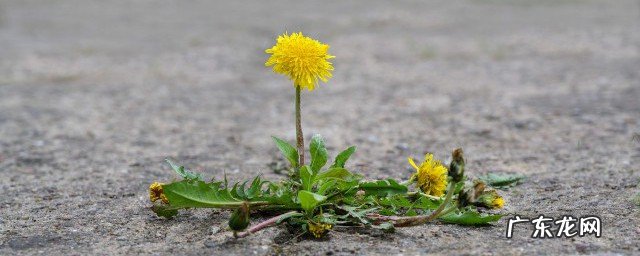 十句有关植物的短句子