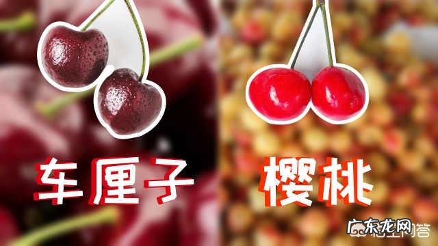智利车厘子和我们国家的樱桃价格相差好几倍,两者区别在哪?