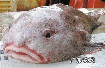 深海里面基本看不见,为何很多生物却长的狰狞可怕?