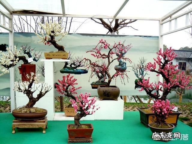 春节家里适合摆什么花卉比较喜庆?