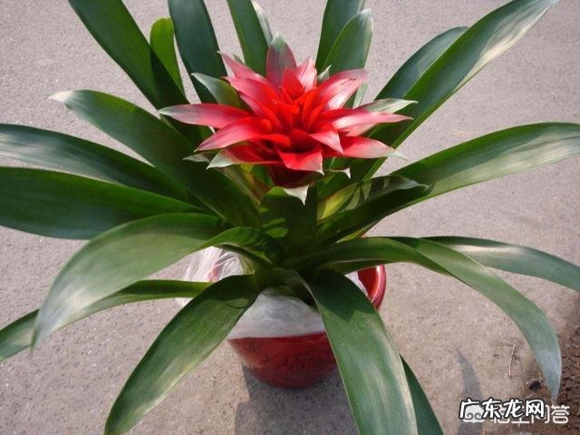 春节家里适合摆什么花卉比较喜庆?