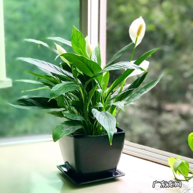 春节家里适合摆什么花卉比较喜庆?