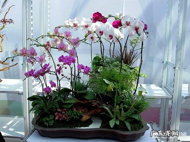 春节家里适合摆什么花卉比较喜庆?