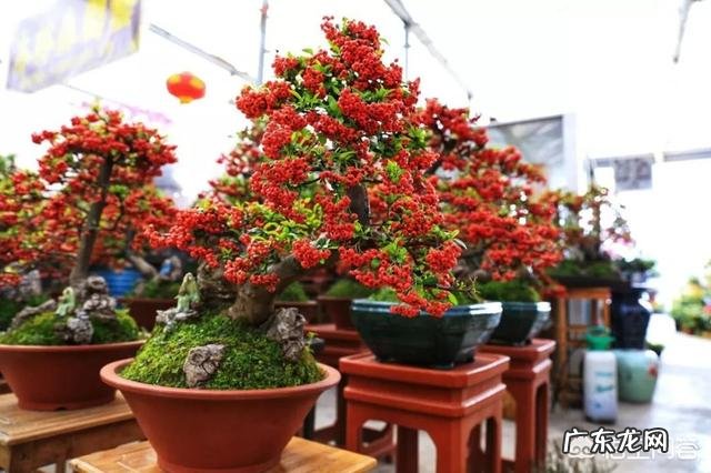 春节家里适合摆什么花卉比较喜庆?