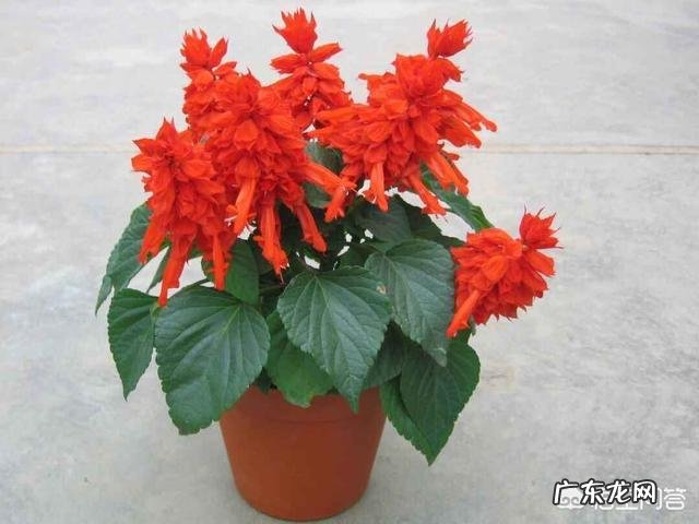 春节家里适合摆什么花卉比较喜庆?