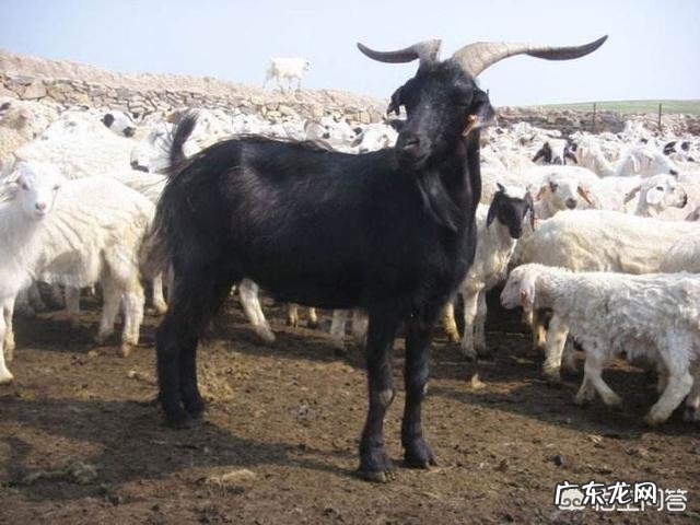 怎样养羊才能保证羊肉营养价值更高?