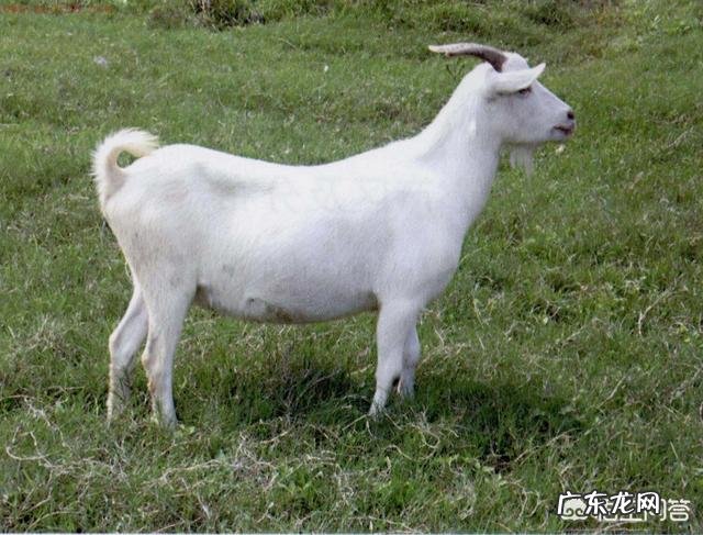 怎样养羊才能保证羊肉营养价值更高?